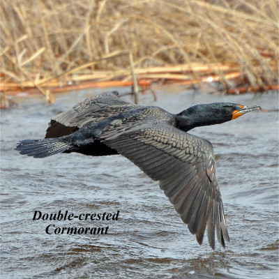 Double-crested Cormorant